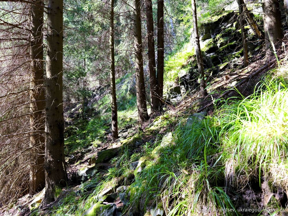 Trail in the forest