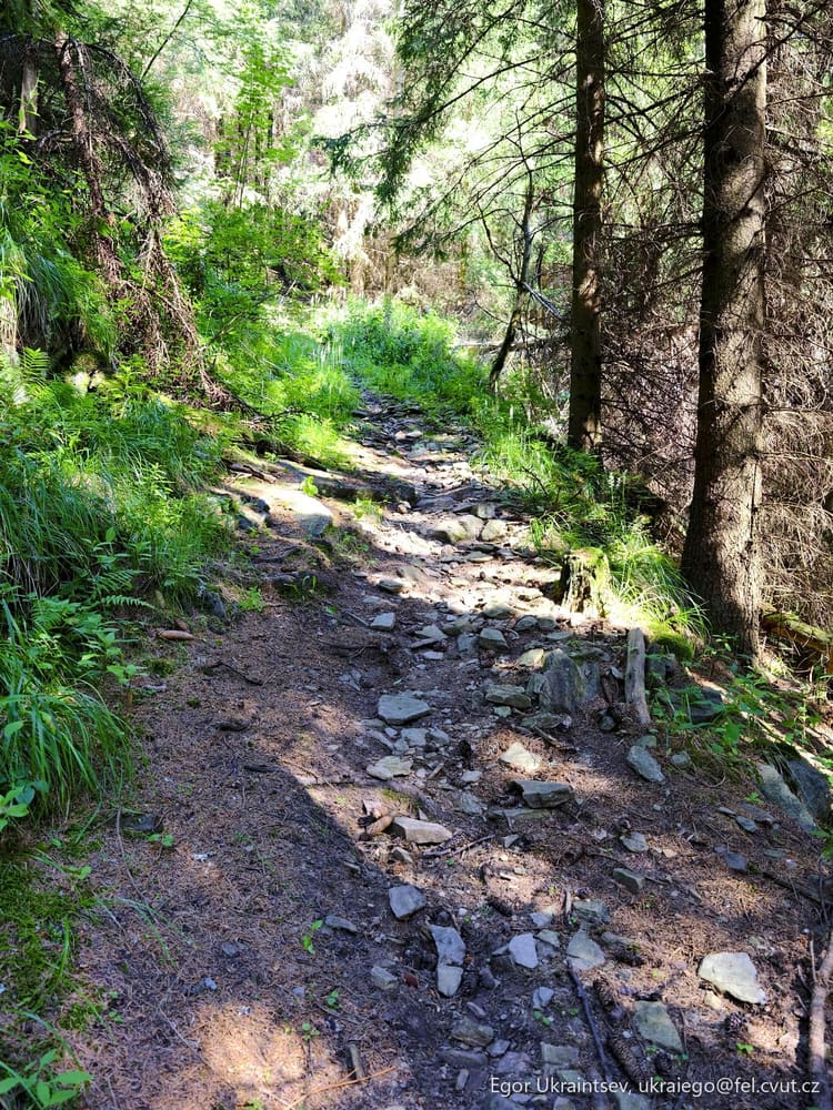 Trail in the forest