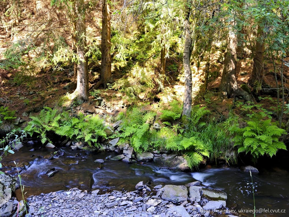 Stream in the forest