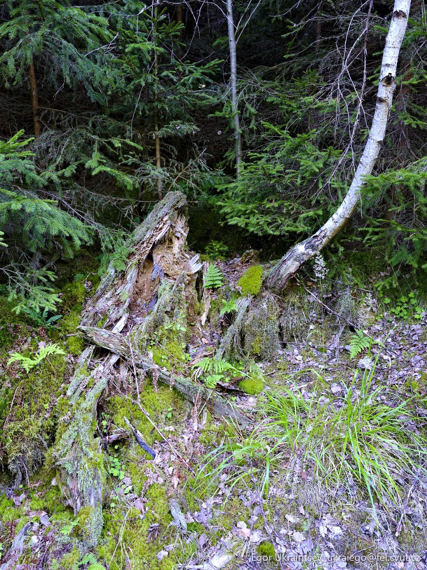 Fallen tree in the woods