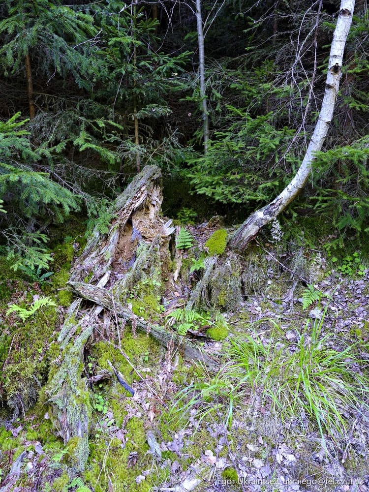 Fallen tree in the woods