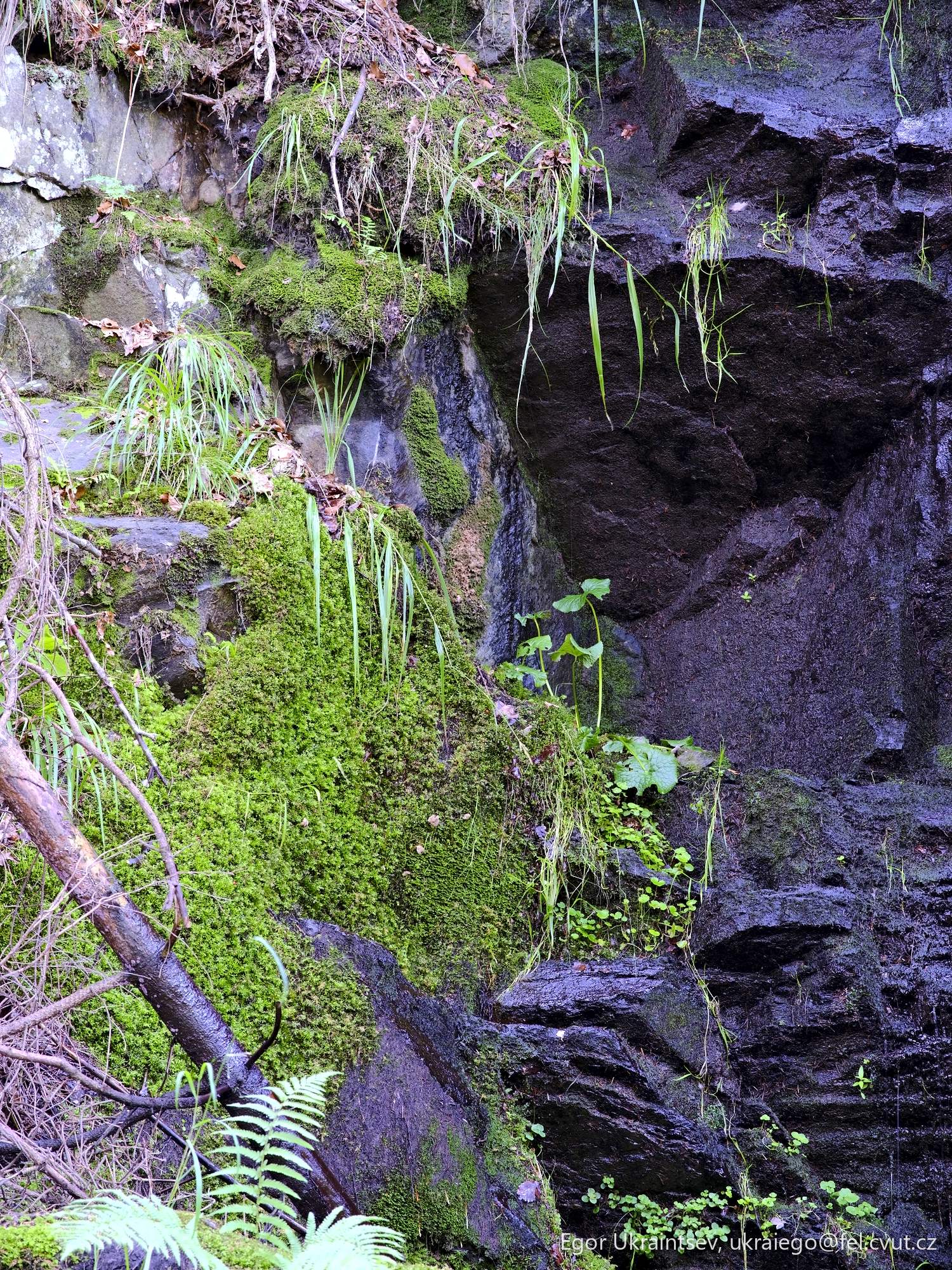 Moss growing