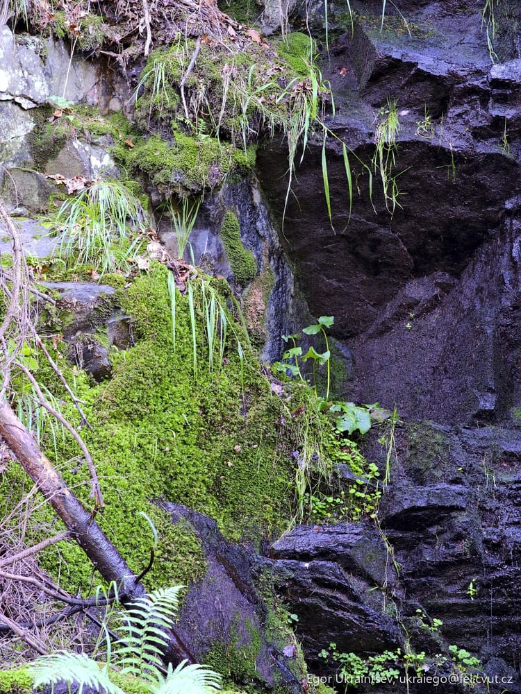 Moss growing