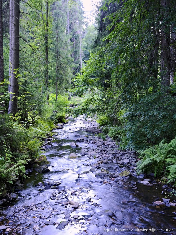 Stream in the forest