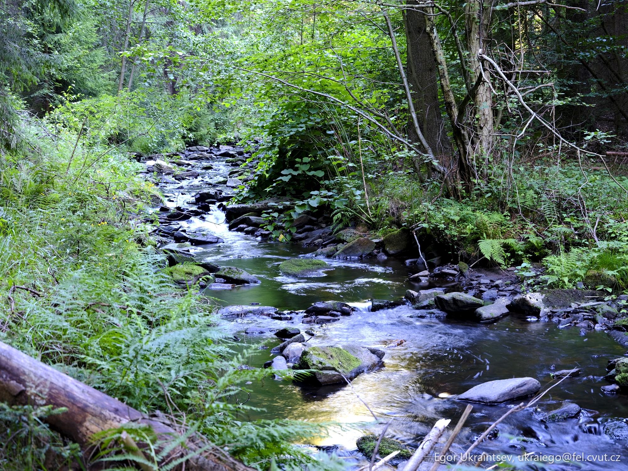Creek in the woods