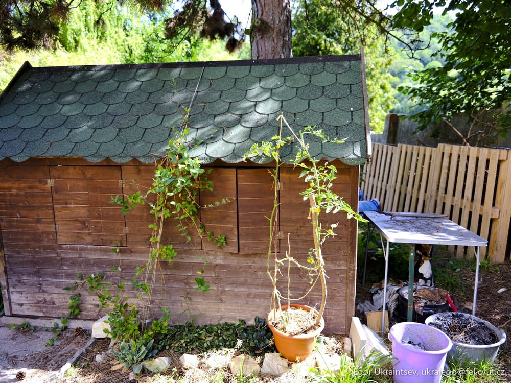 Tree growing in a backyard