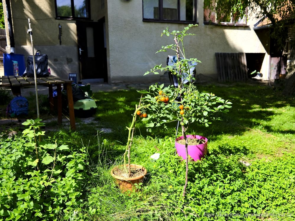 Garden with a house