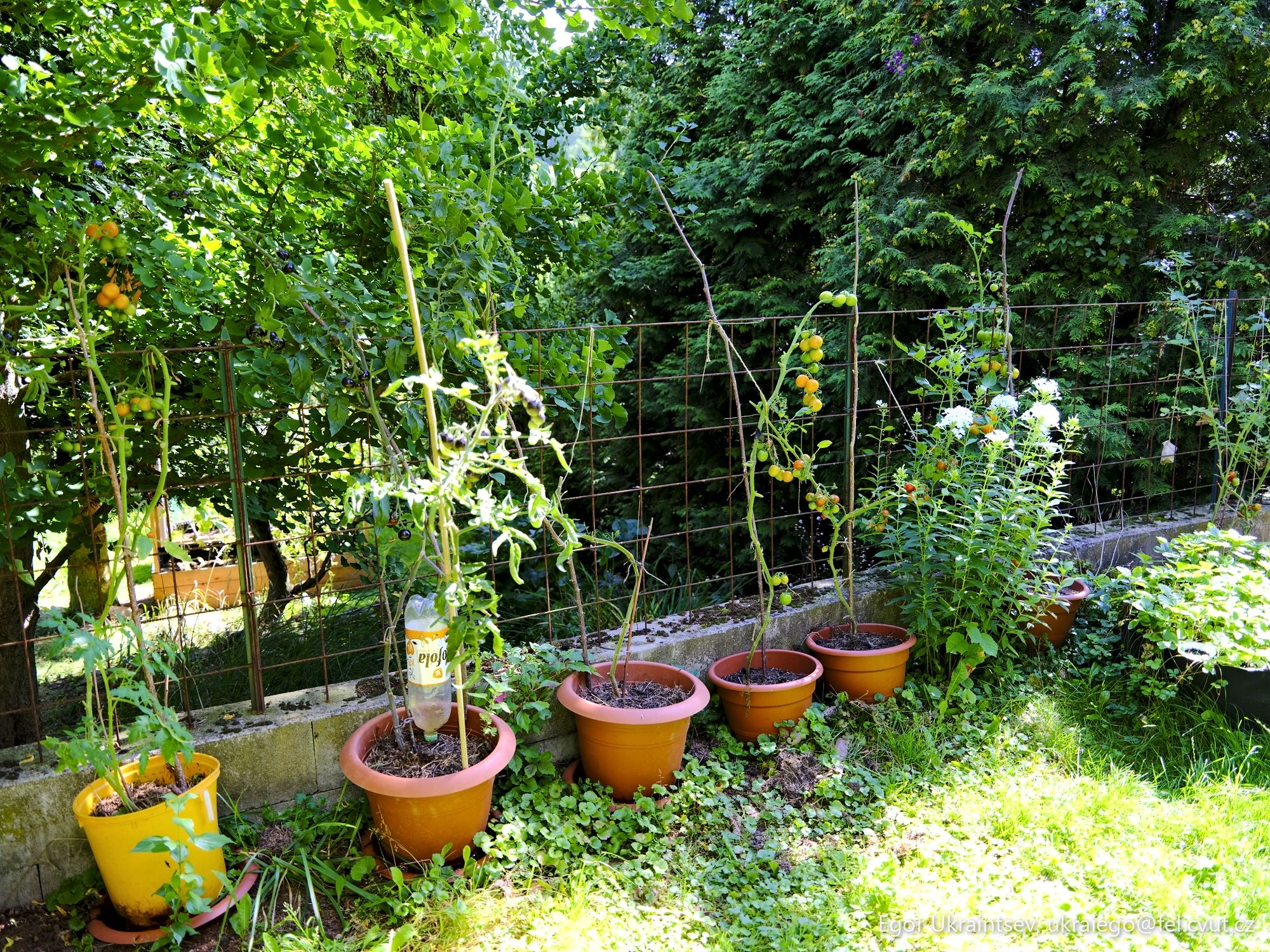 Garden with pots and plants