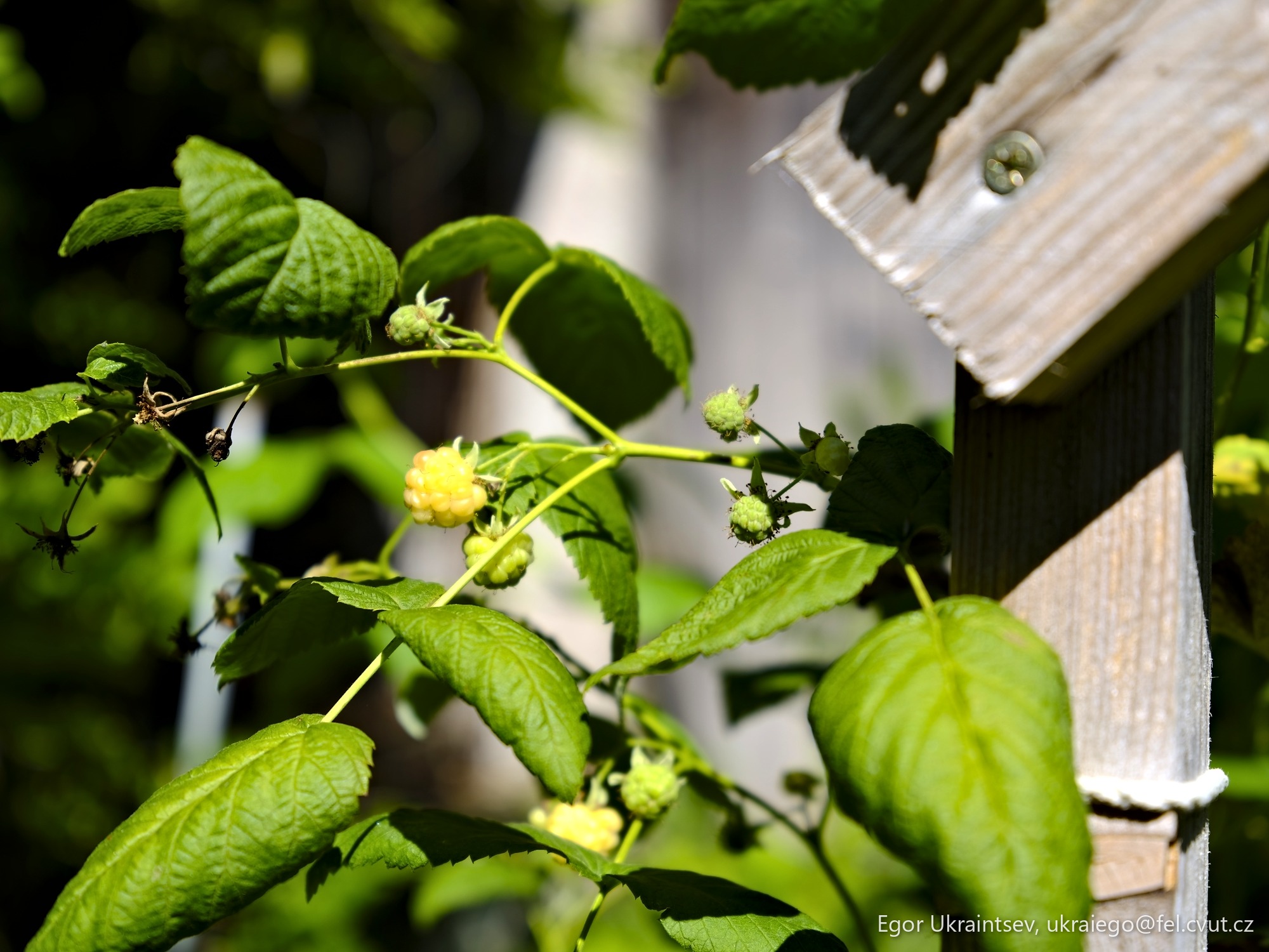 Flower on a fence
