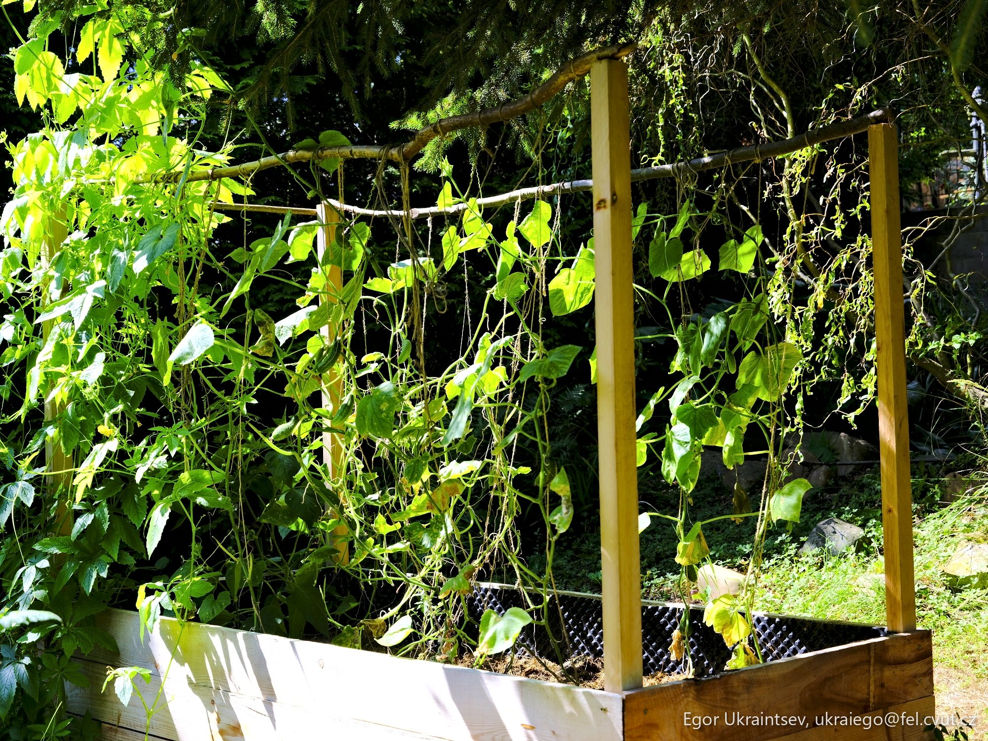Vegetable garden