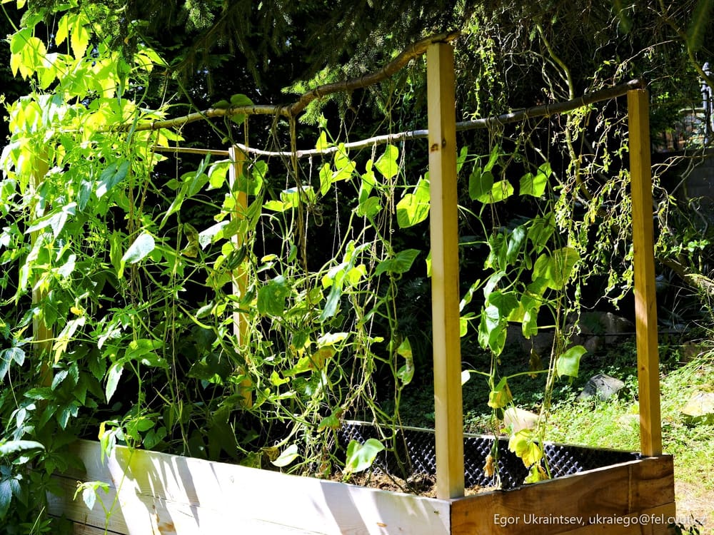Vegetable garden