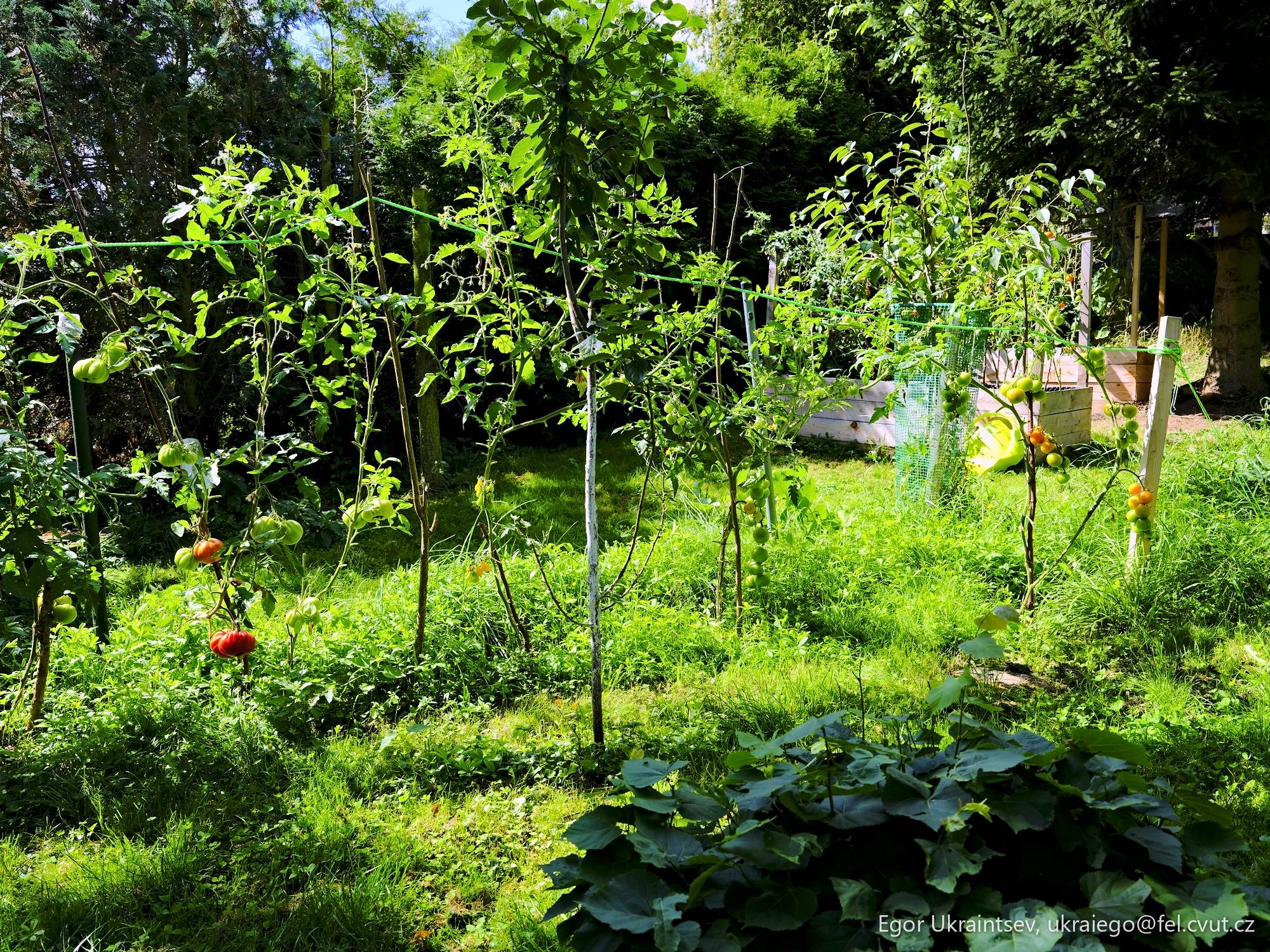 Vegetable garden