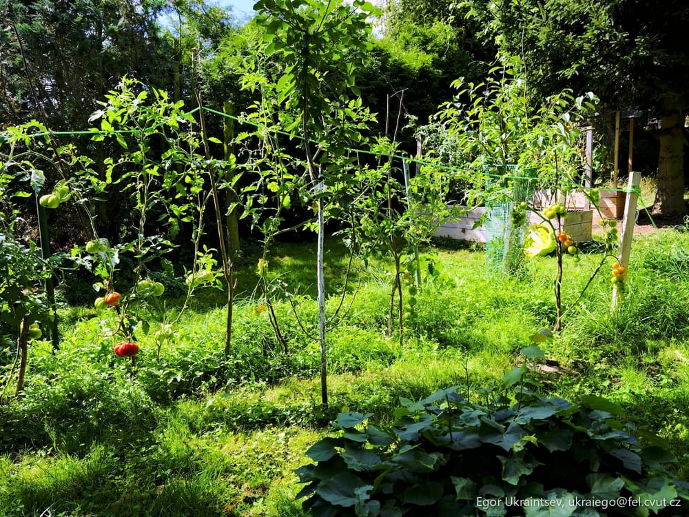 Vegetable garden