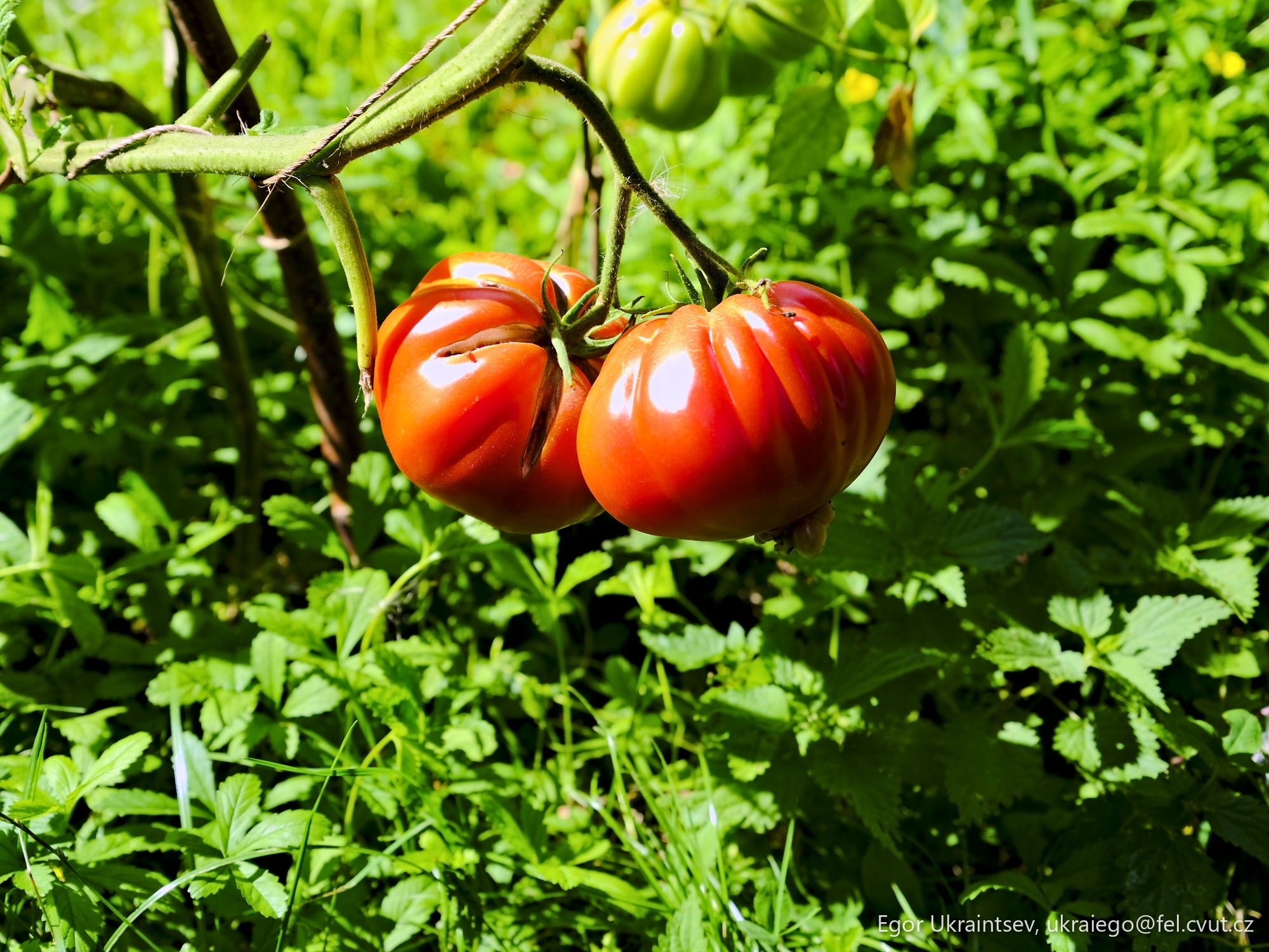 Tomatoes growing in the garden