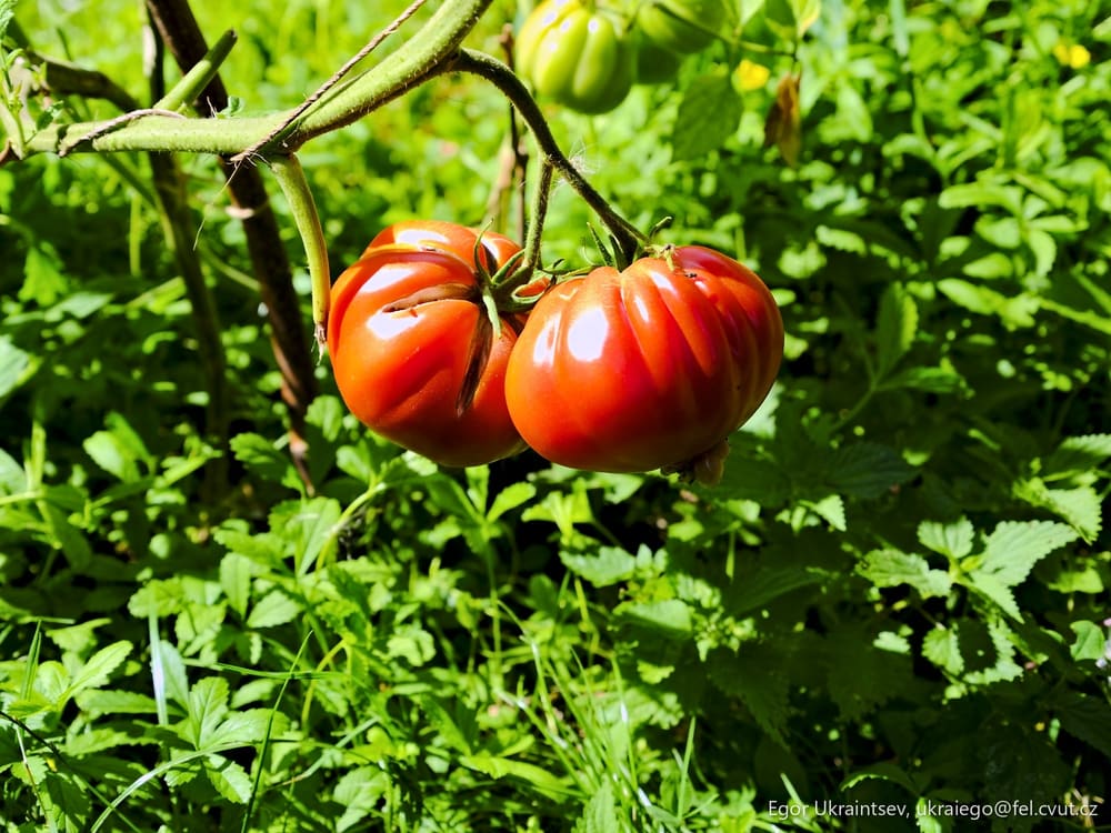 Tomatoes growing in the garden