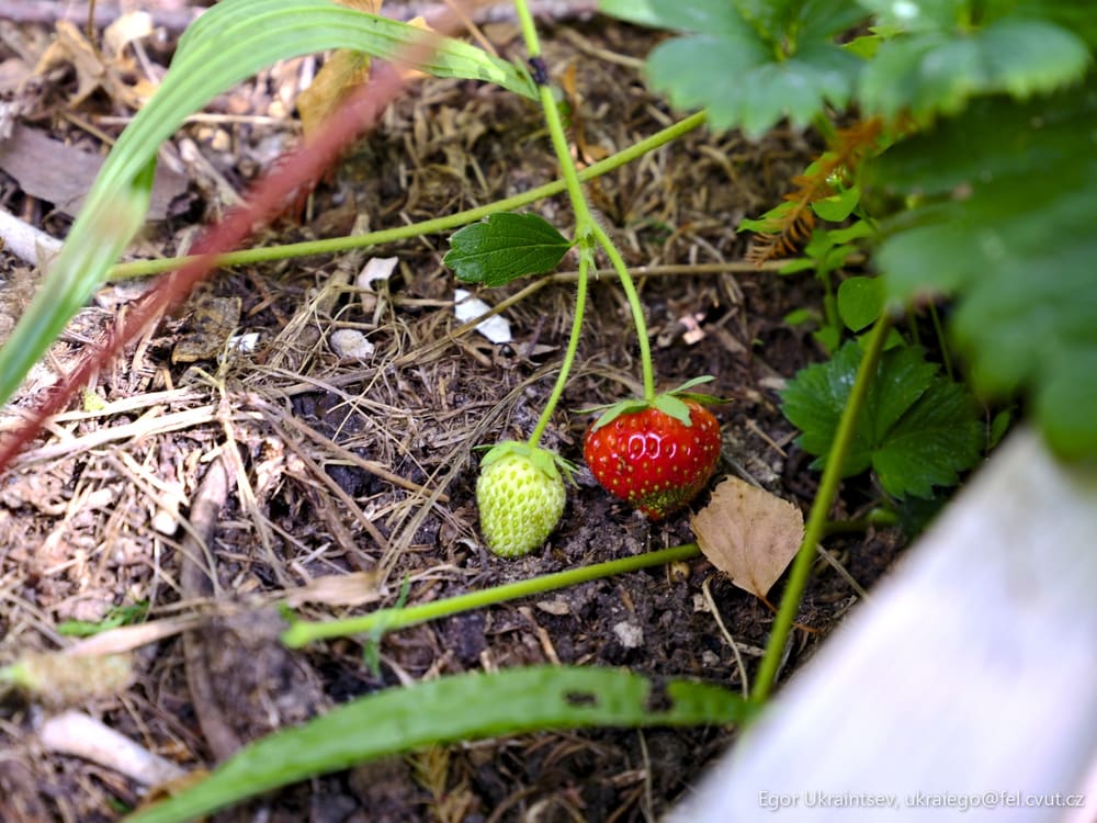Strawberry on the ground
