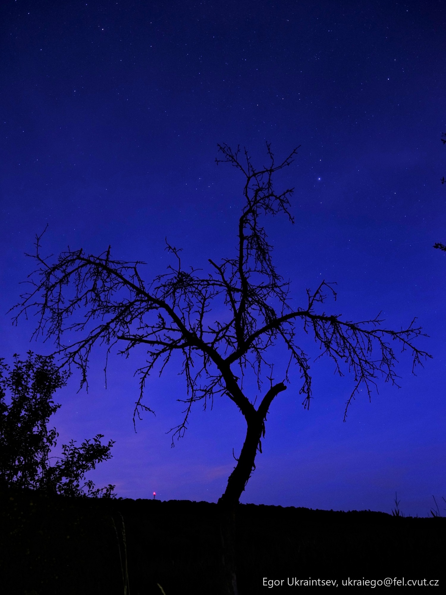 Dead tree at night