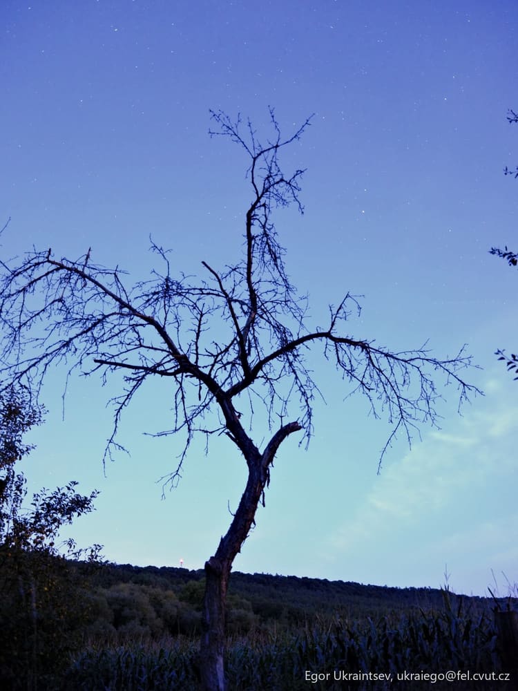 Dead tree against a blue
