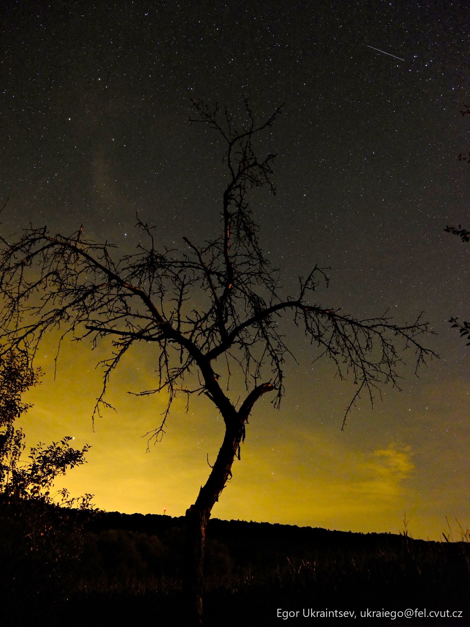 Tree in the night sky