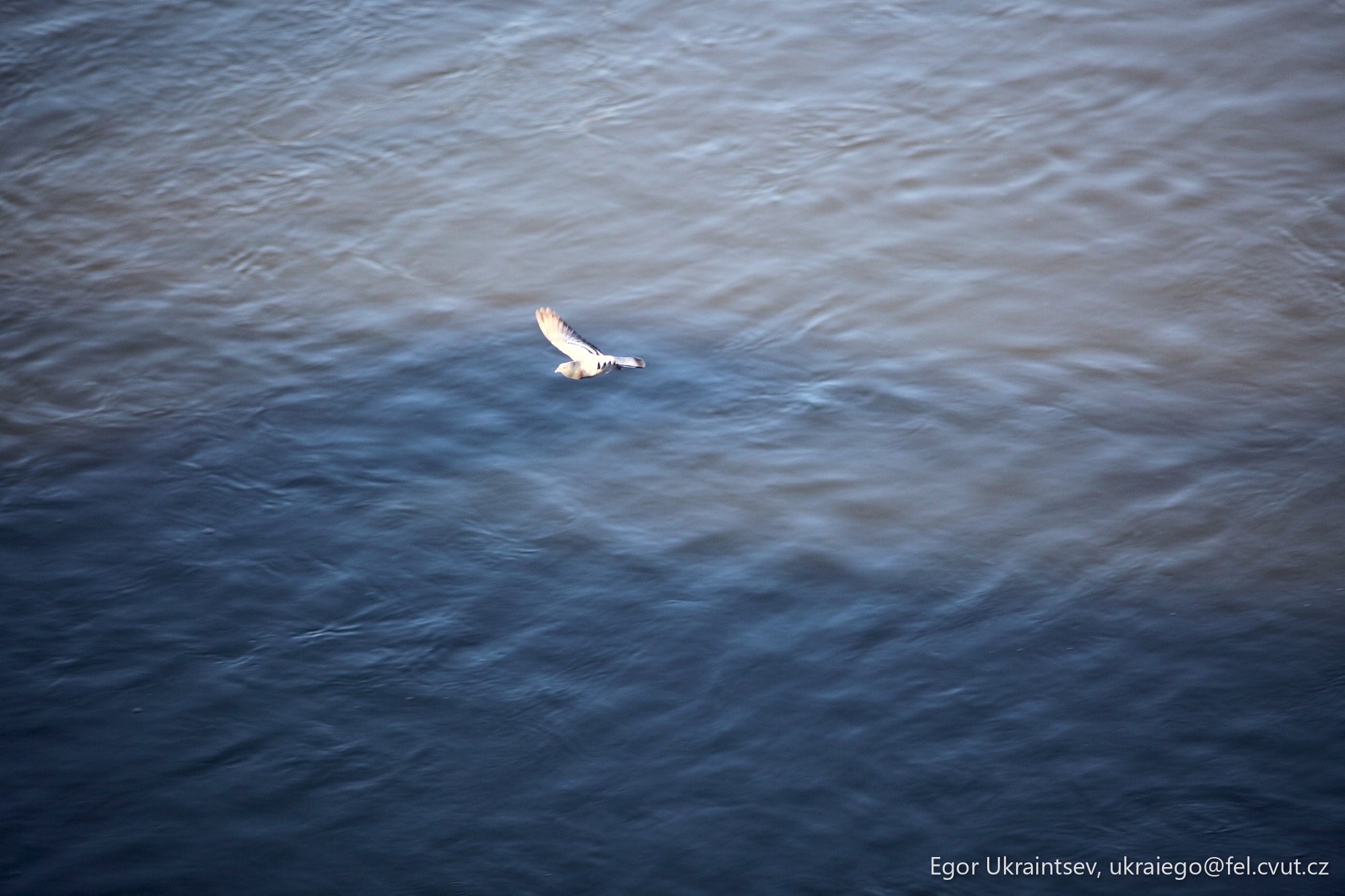 Bird flying over a body