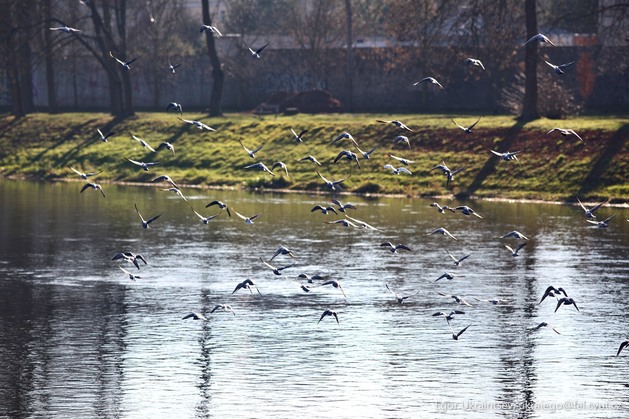Birds flying over a body