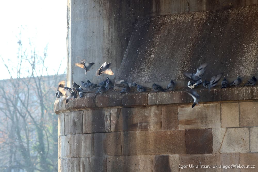 Flock of birds