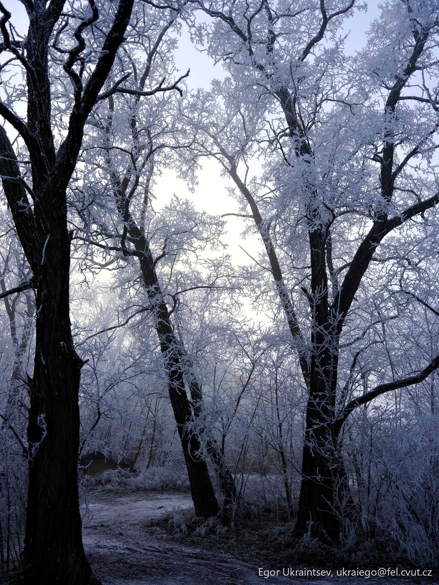 Trees covered in frost