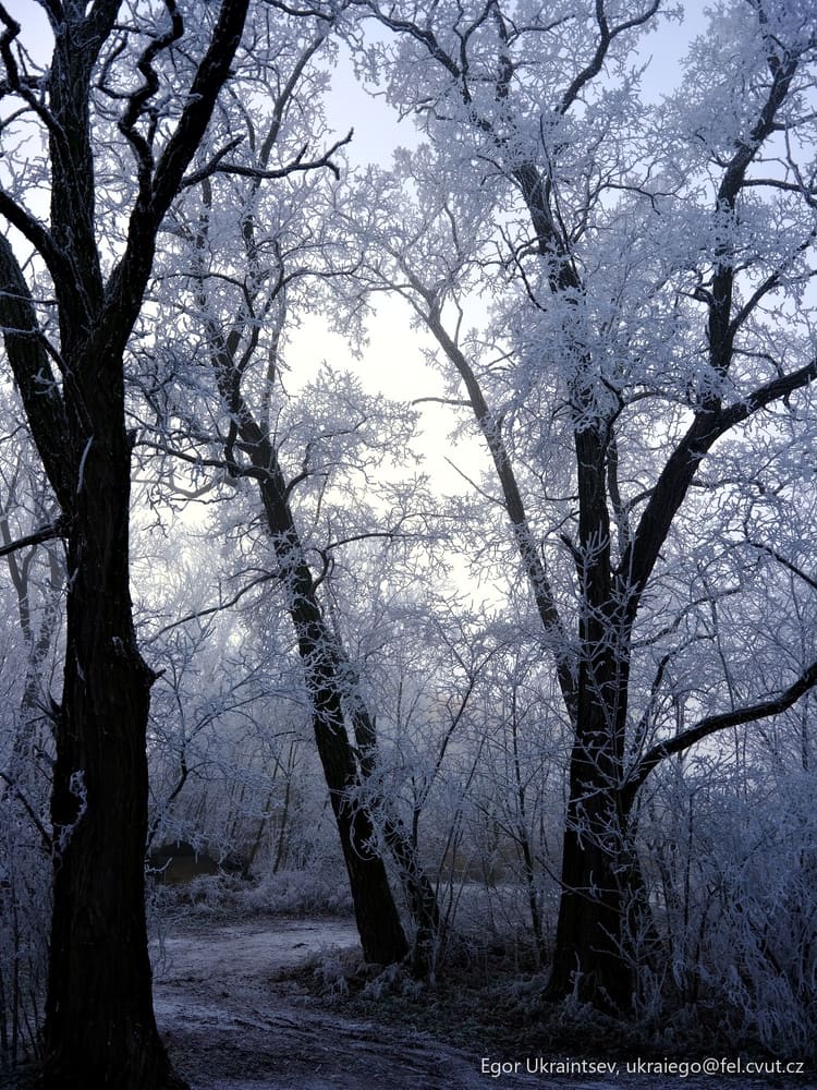 Trees covered in frost