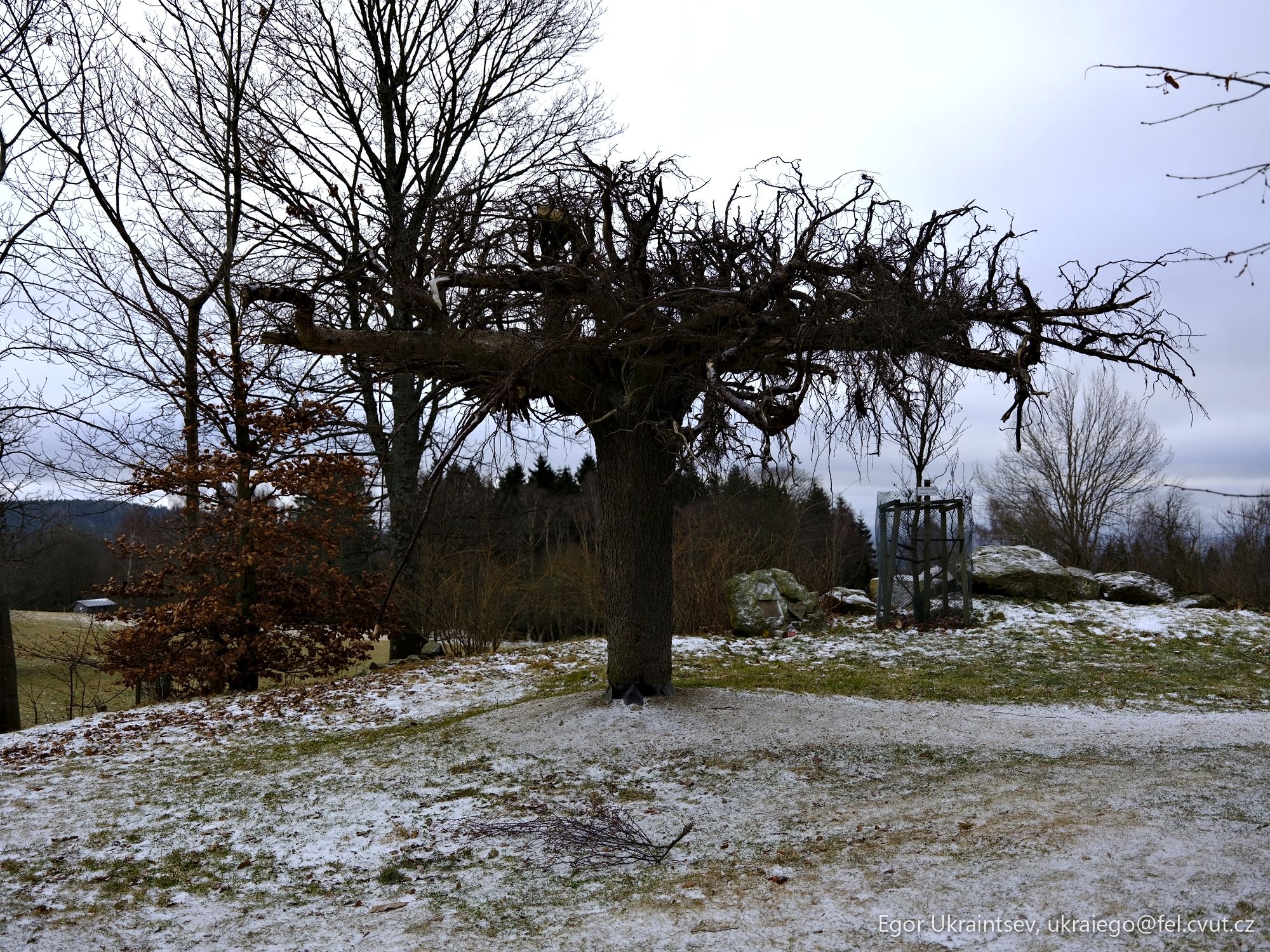 Dead tree in the snow