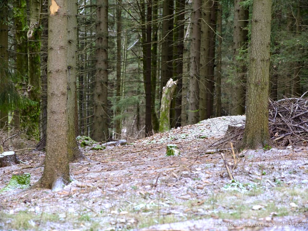 Deer in the woods
