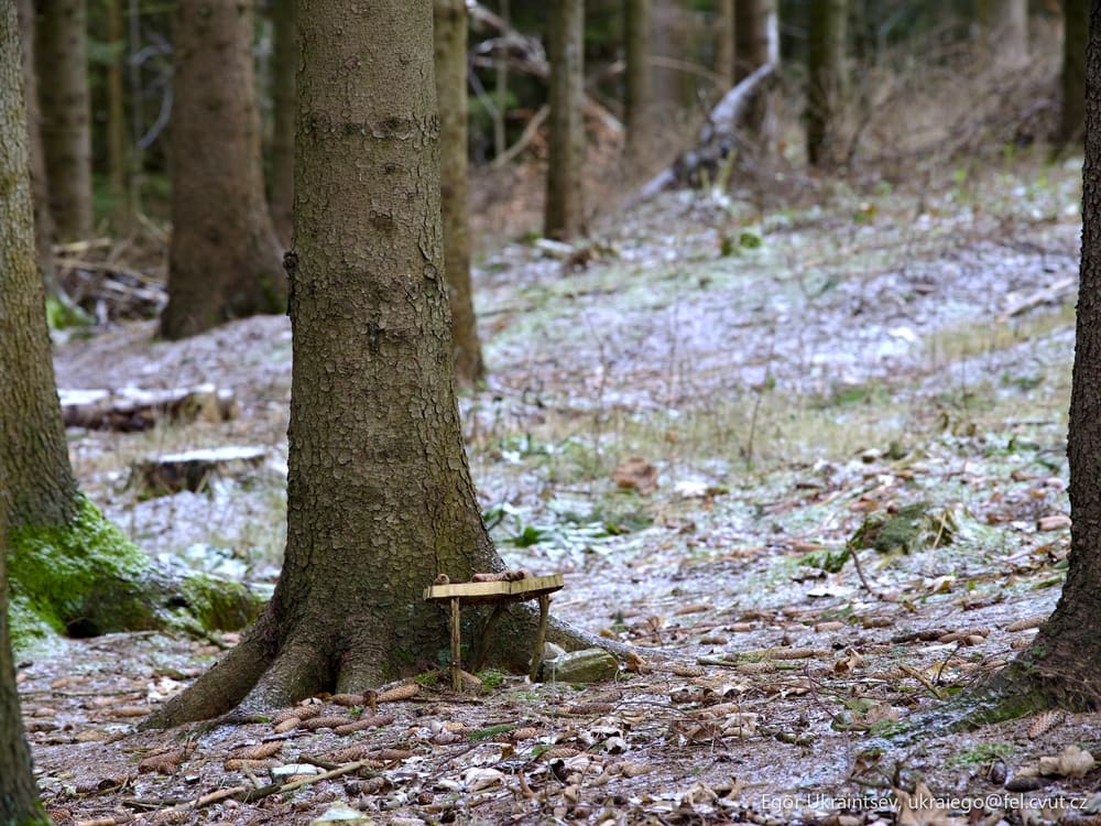Trees in the woods