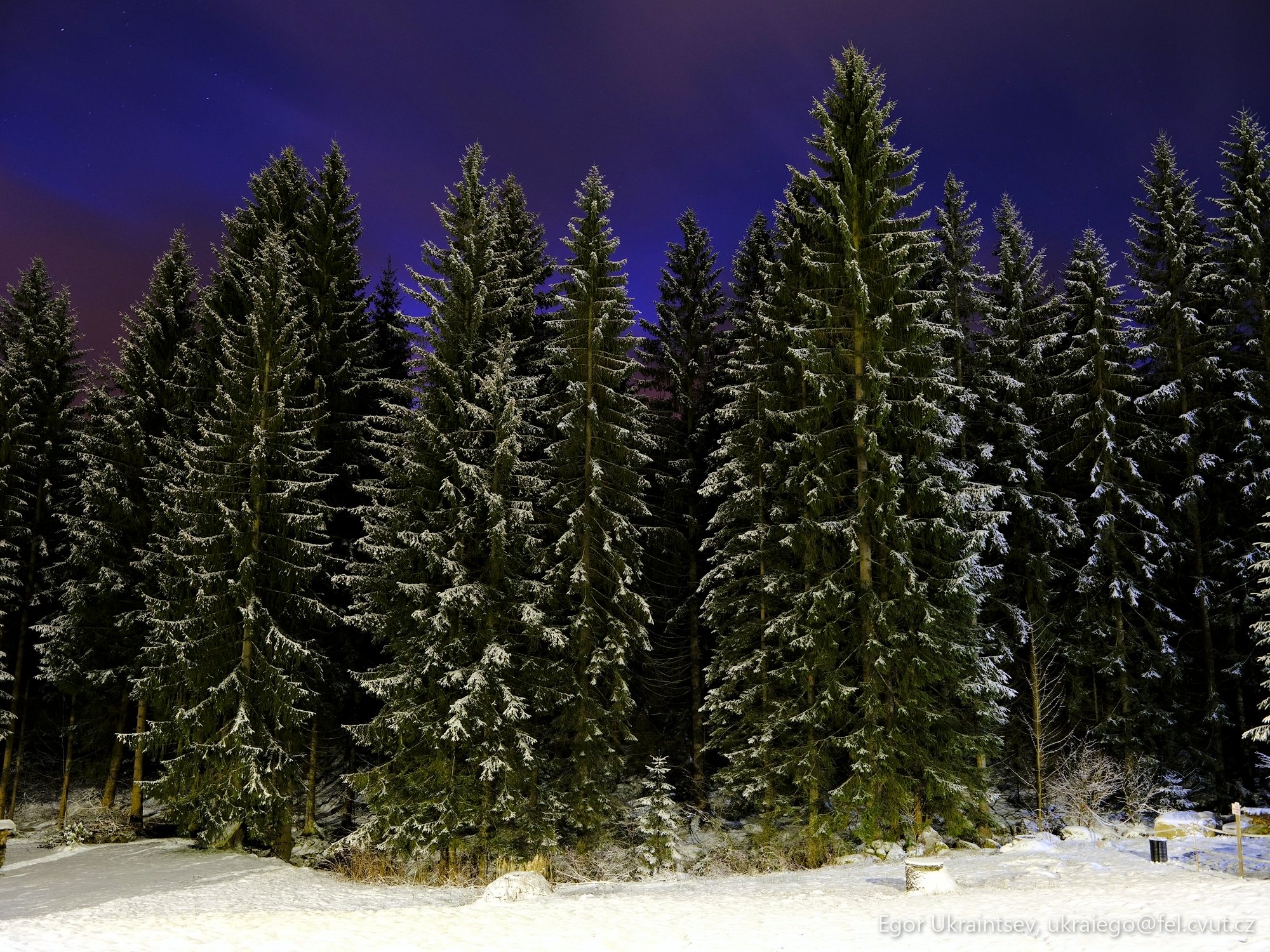 Snow covered trees