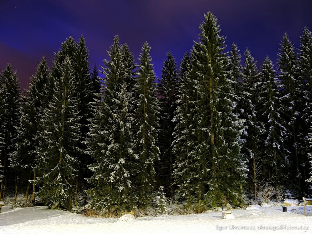 Snow covered trees