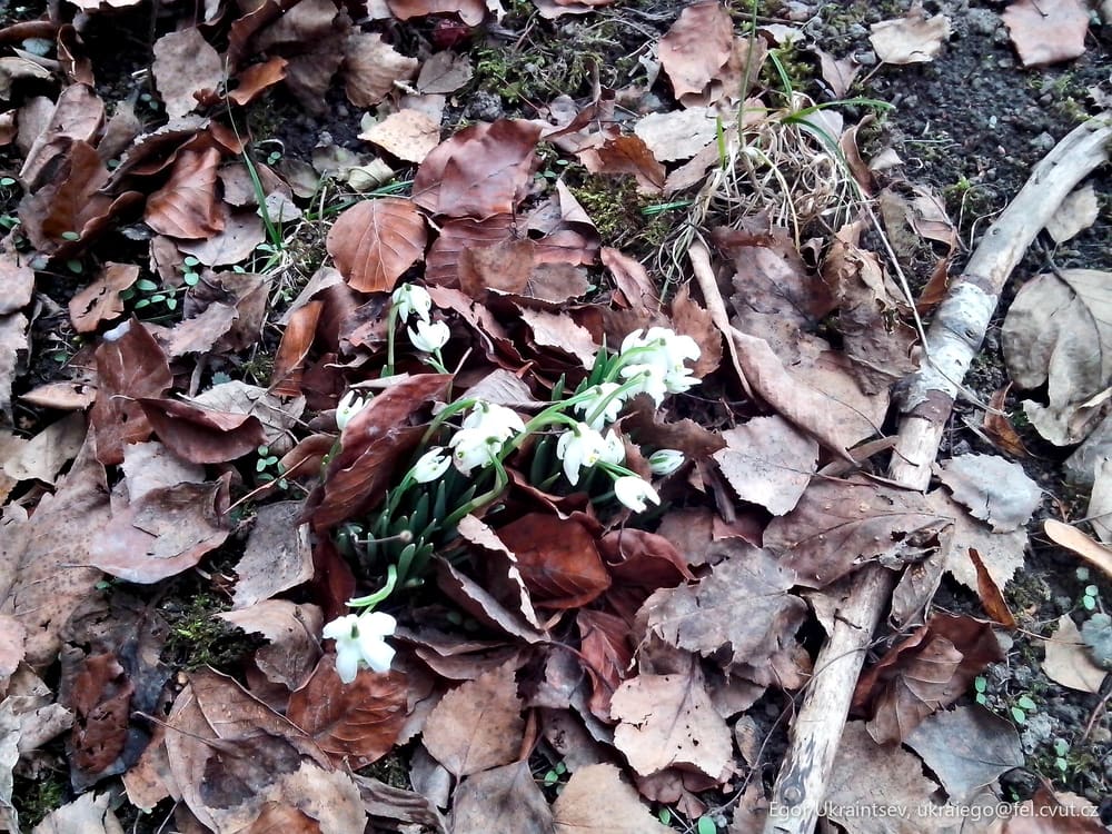 Snowdrops on the ground