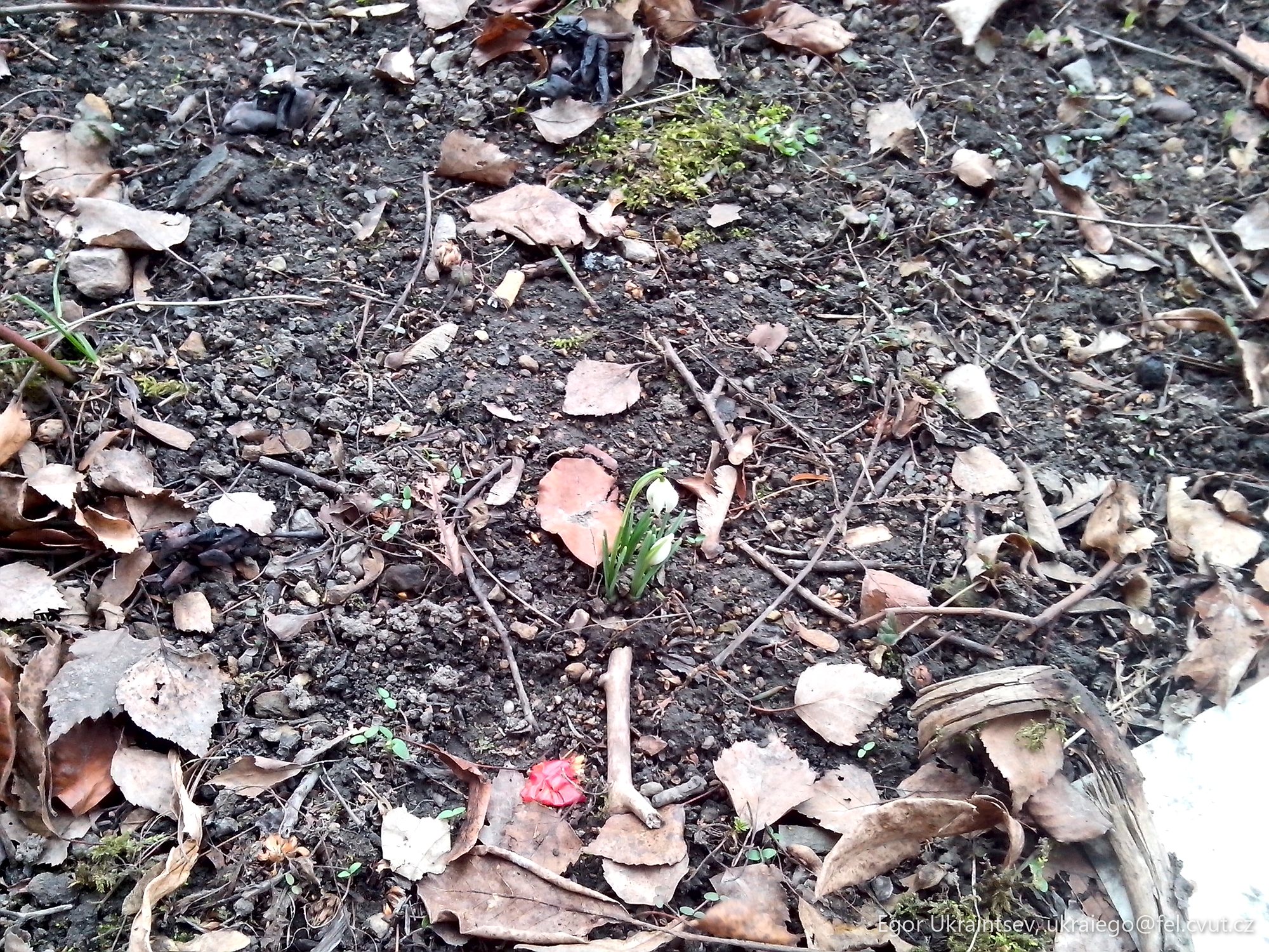 Flower in the ground