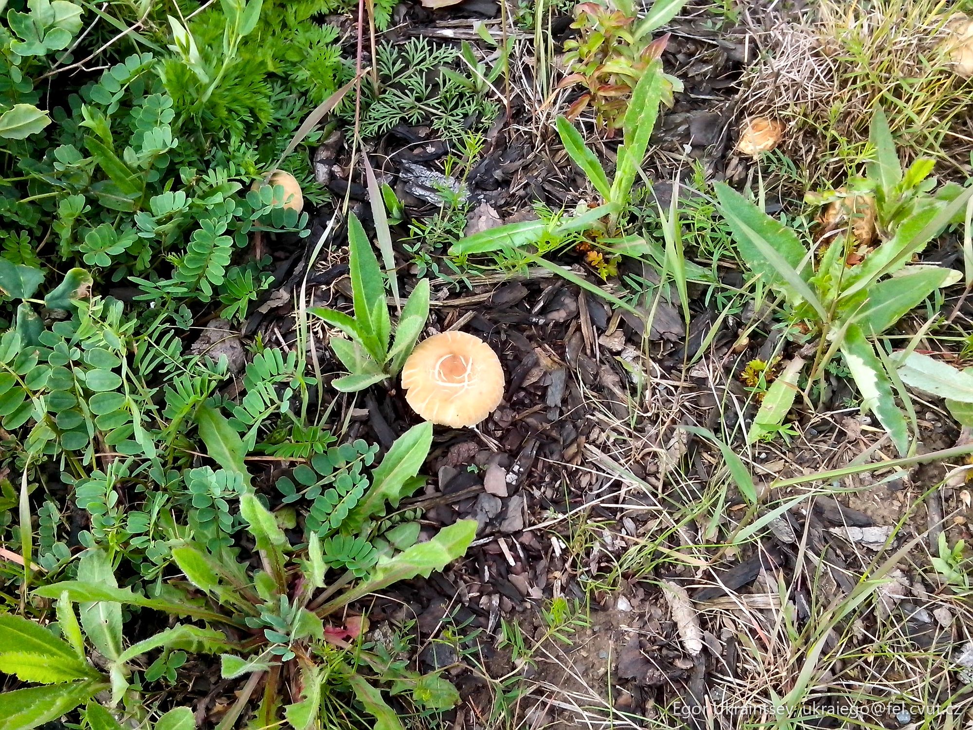 Mushroom on the ground
