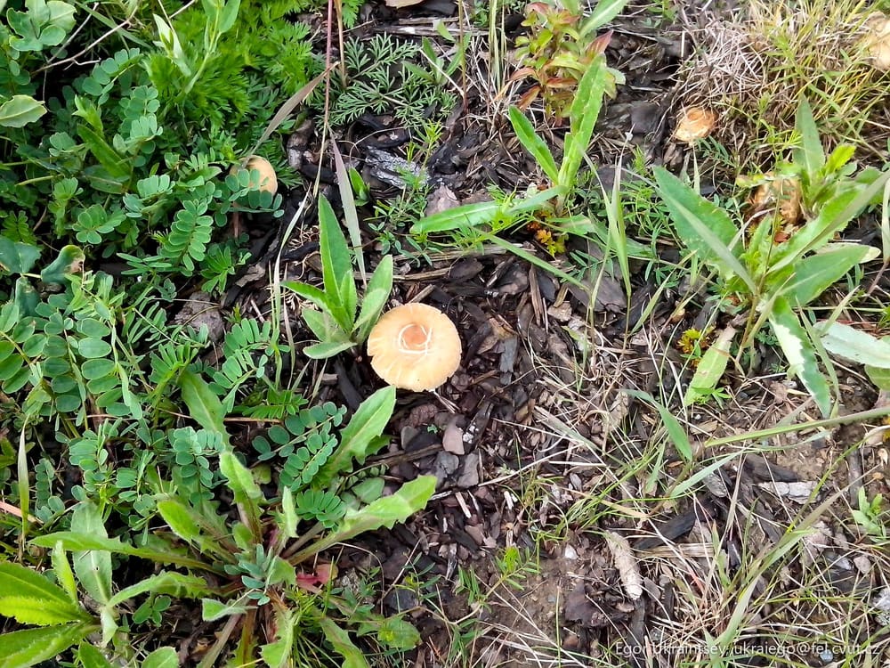 Mushroom on the ground