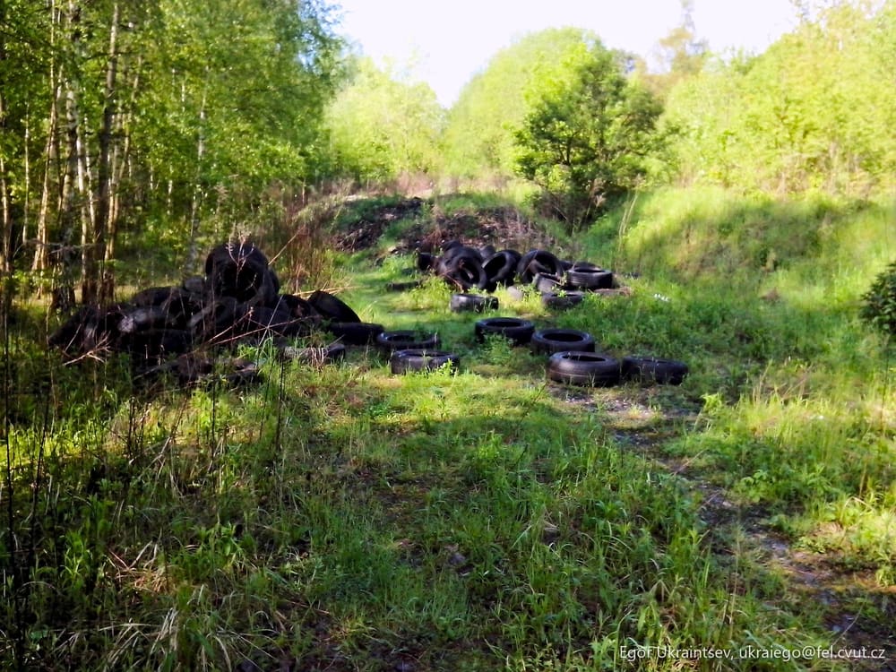 Group of cows grazing