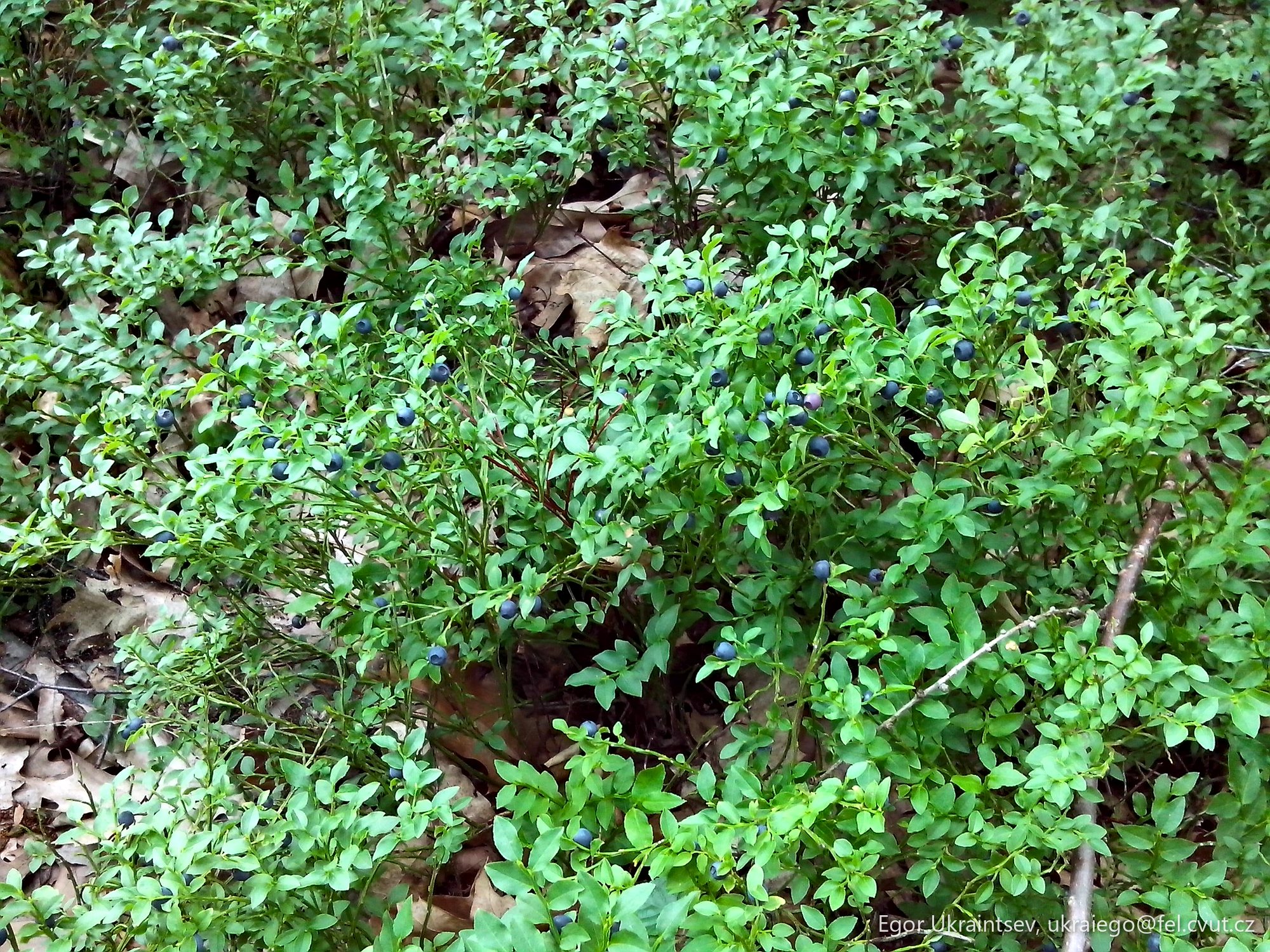 Blueberries growing in the woods