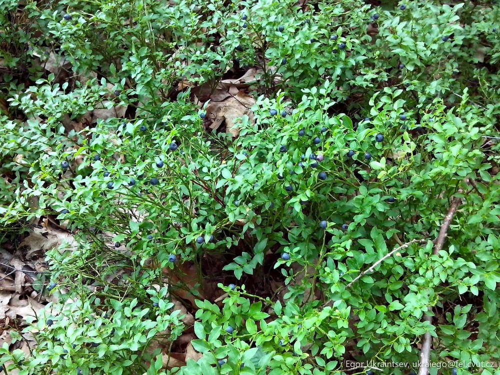 Blueberries growing in the woods