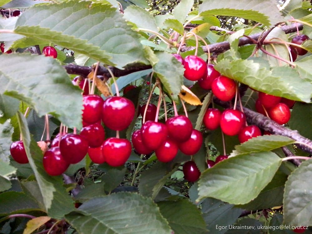 Bunch of red cher