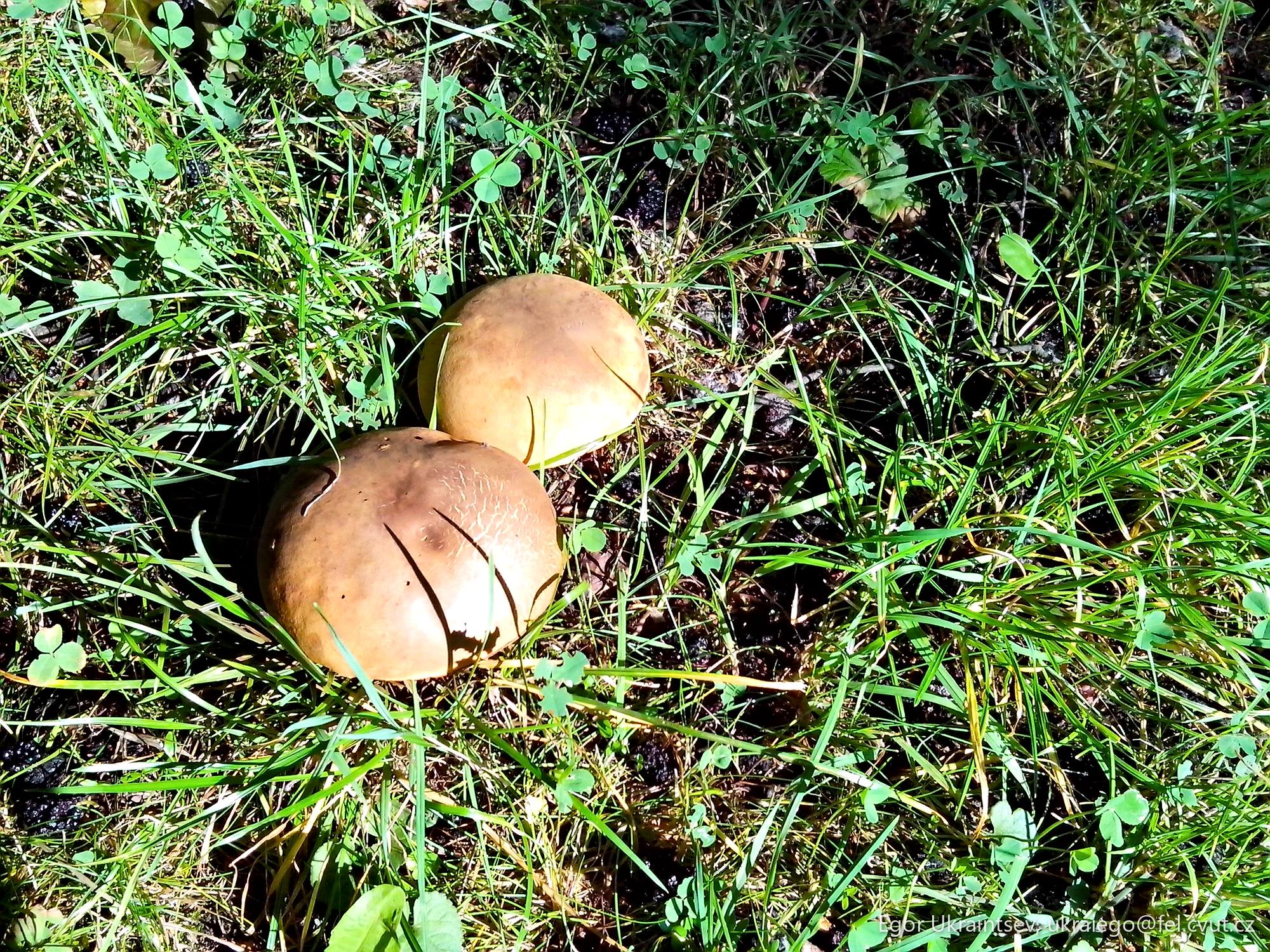 Mushrooms in the grass