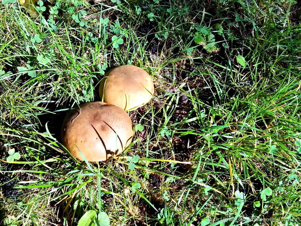 Mushrooms in the grass