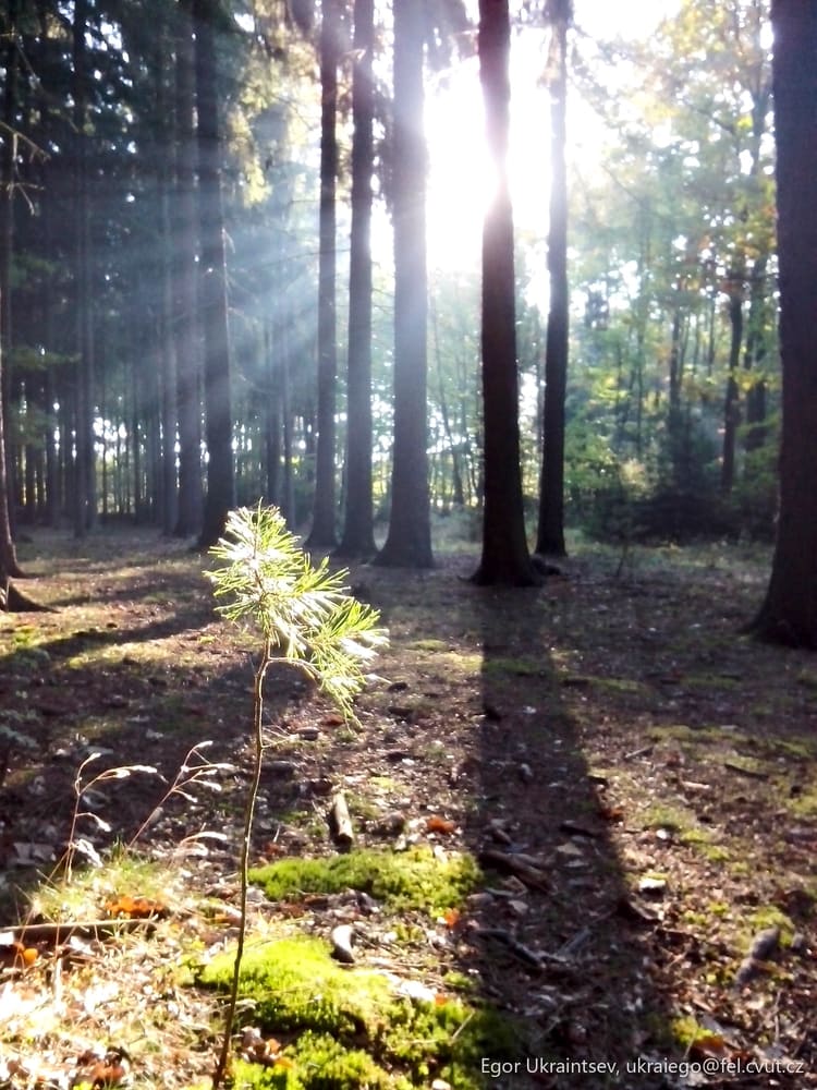Sun shining through the trees
