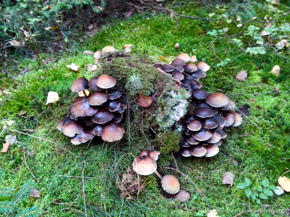 Group of mushrooms growing