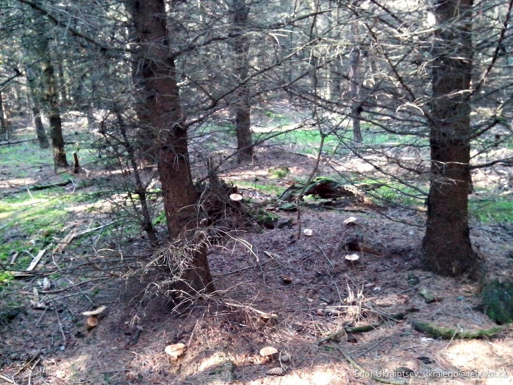 Tree stump in the forest