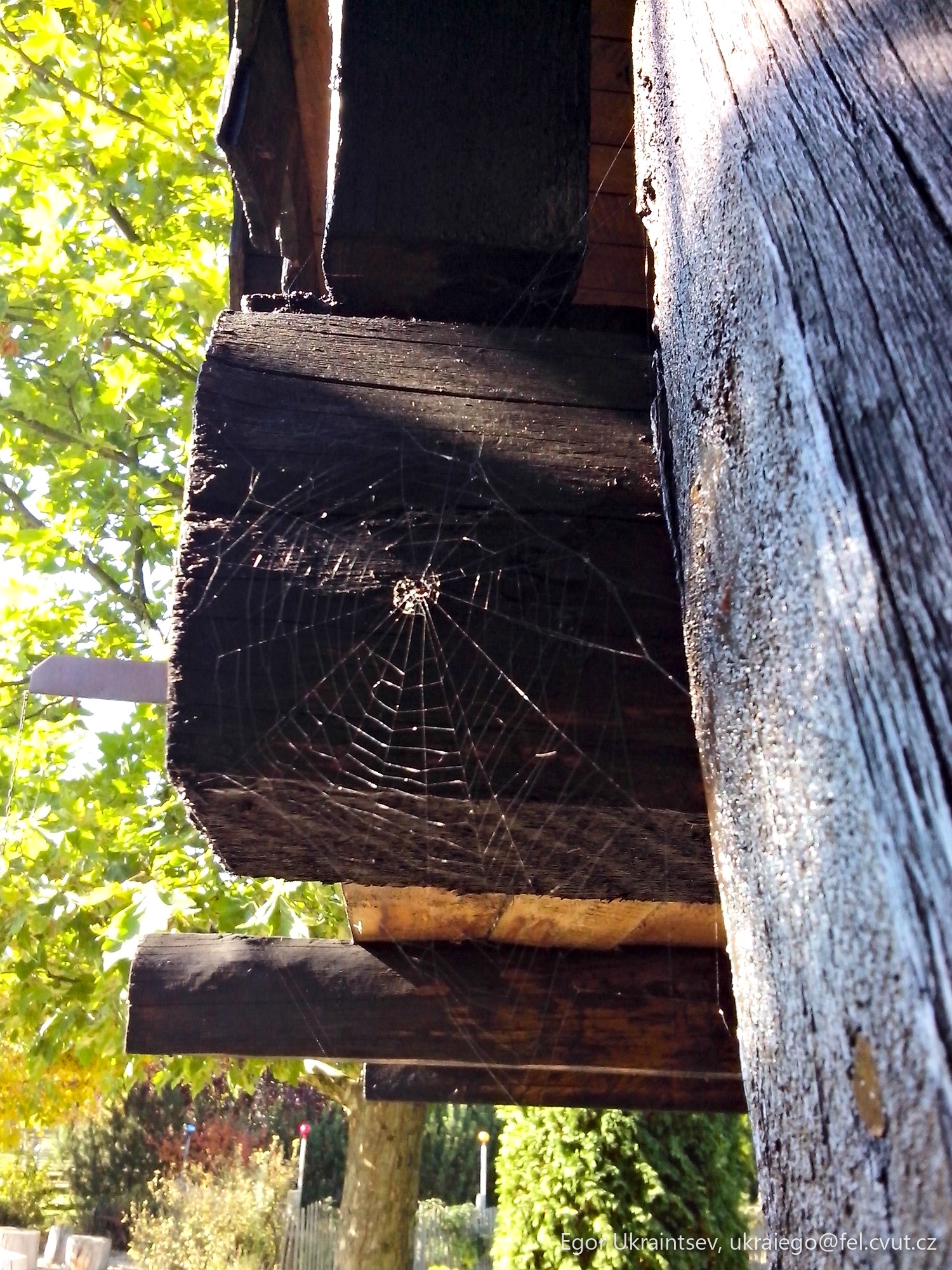 Spider web hanging