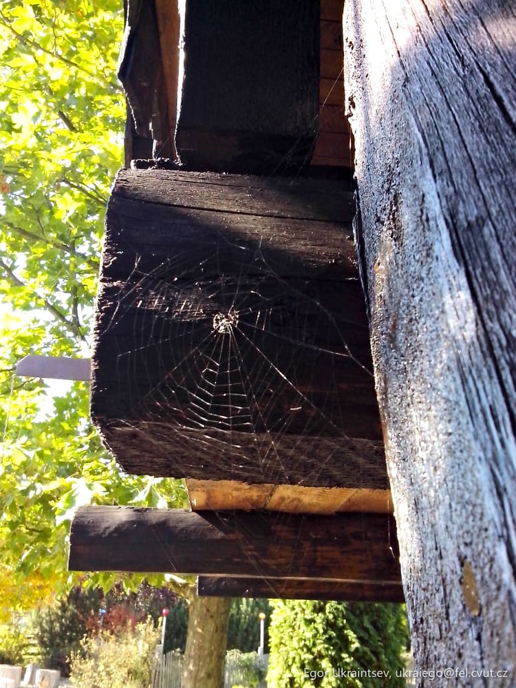 Spider web hanging