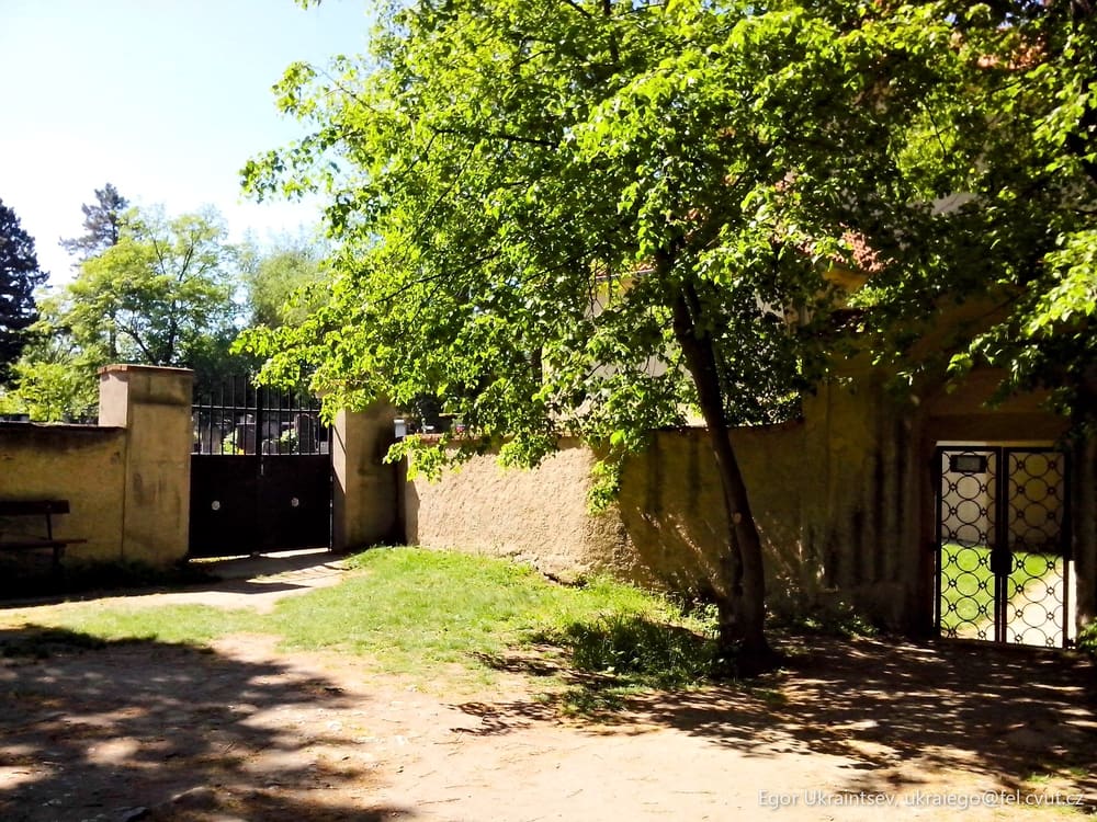 Tree in a yard