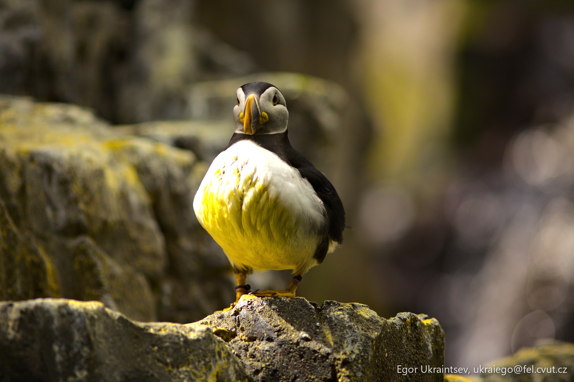 Bird perched on a rock
